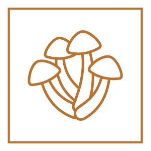 ApSwissRenovation champignons