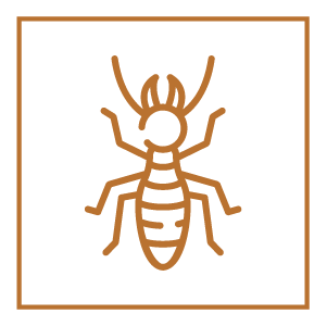 ApSwissRenovation termite