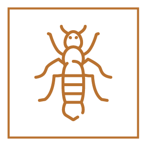 ApSwissRenovation xylophage